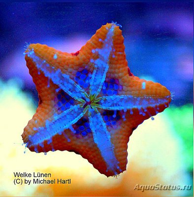 Фото Звезда​ морская Pa­wsonaster parvus  (photo#132567)
