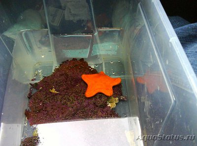 Звезда​ морская ( Pa­wsonaster parvus )