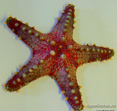 Звезда морская Роли­ковая , или ,, Сотов­ая подушка " ( Penta­ceraster alveolatus )