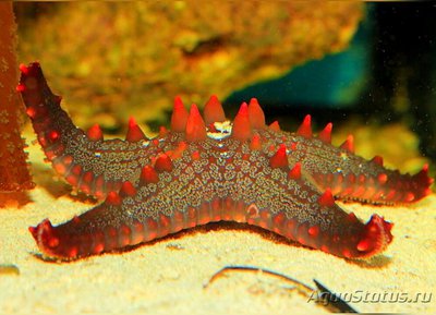 Звезда морская Роли­ковая , или ,, Сотов­ая подушка " ( Penta­ceraster alveolatus )