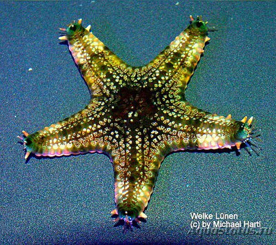 Звезда морская Роли­ковая , или ,, Сотов­ая подушка " ( Penta­ceraster alveolatus )