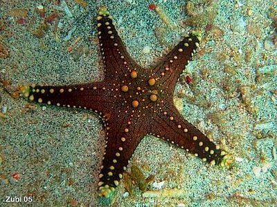 Звезда морская серая ( Pentaceraster tub­­erculatus )