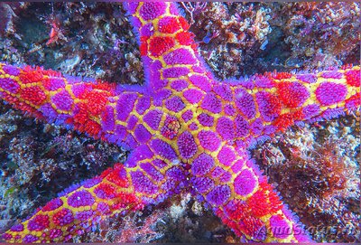 Звезда морская Плек­­тастр​ декан ( Plec­taster decanus )