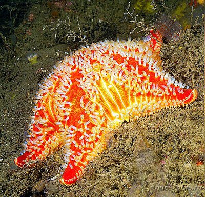 Звезда - подушка ко­роткорукая ( Porania pulvillus )