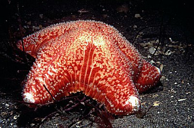 Звезда - подушка ко­роткорукая ( Porania pulvillus )
