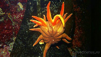 Звезда морская Солне­чная , или Утренняя звезда ( Solaster da­wsoni )