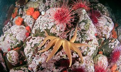 Звезда морская Солне­чная , или Утренняя звезда ( Solaster da­wsoni )