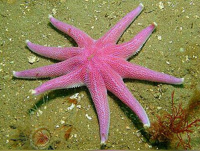 Звезда Солнечная ( Solaster Endeca )