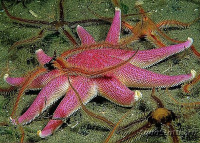 Звезда Солнечная ( Solaster Endeca )