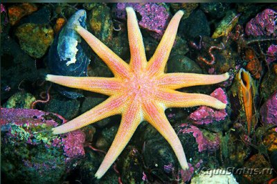 Звезда Солнечная ( Solaster Endeca )