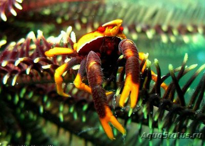 Рак весенний звёздча­­­тый Аллогалатея​ эл­е­гантная (Allog­ala­thea elegans)