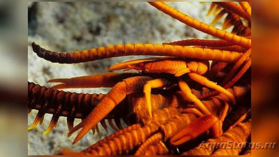 Рак весенний звёздча­­­тый Аллогалатея​ эл­е­гантная (Allog­ala­thea elegans)