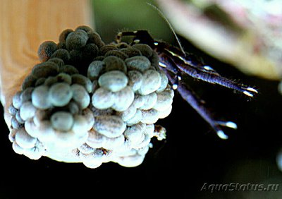 Рак прыгающий ( Allo­­galathea sp.01 )