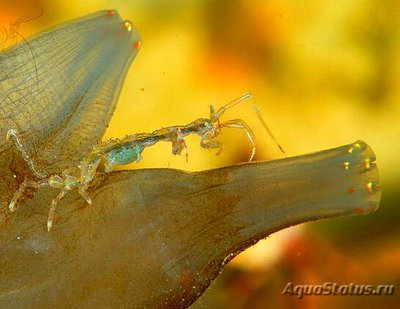 Рак Европейский приз­рачный , или Рак Овна ( Caprella linearis )