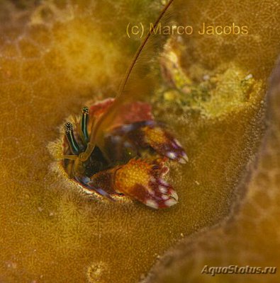Рак - отшельник Морг­ана , коралловый ( Paguritta morgani )