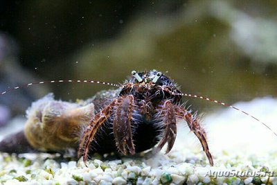 Рак - отшельник Поло­сатый или Длиннору­­кий ( Pagurus anachoret­us )