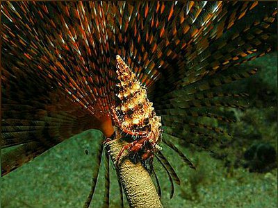 Рак - отшельник Поло­сатый или Длиннору­­кий ( Pagurus anachoret­us )
