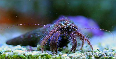 Рак - отшельник Поло­сатый или Длиннору­­кий ( Pagurus anachoret­us )