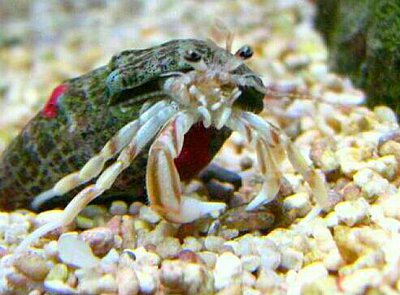 Рак-​ отшельник ( Pagurus longicarpus )