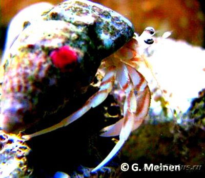 Рак-​ отшельник ( Pagurus longicarpus )