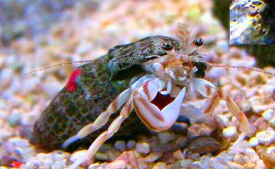 Рак-​ отшельник ( Pagurus longicarpus )