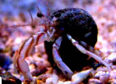Рак-​ отшельник ( Pagurus longicarpus )