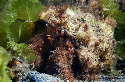 Рак -​ отшельник ( Pagurus pectinatus )
