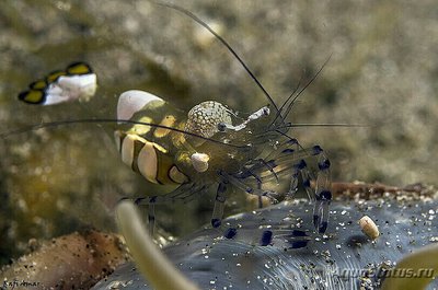 Креветка Анемоновый павлин (Ancylocaris brevicarpalis)
