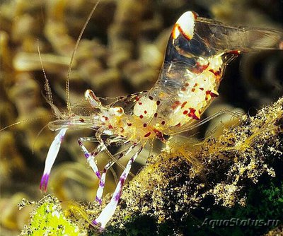 Креветка Холтуиса (Ancylomenes holthuisi)