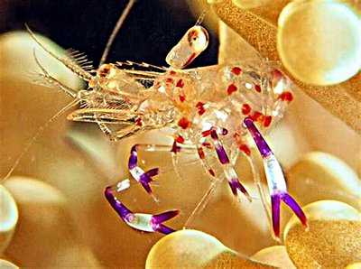 Креветка Холтуиса (Ancylomenes holthuisi)