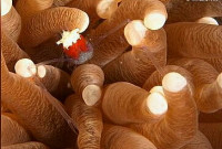 Креветка грибная кор­алловая ( Cuapetes kororensis )