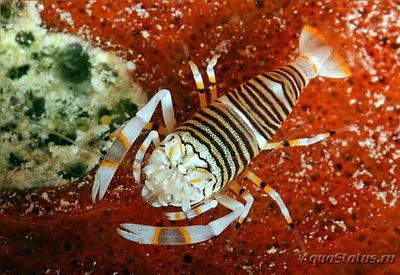 Фото Креветка-пчела Gnathophyllum americanum  (photo#133613)