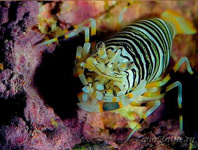 Фото Креветка-пчела Gnathophyllum americanum  (photo#133614)