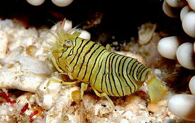 Фото Креветка-пчела Gnathophyllum americanum  (photo#133616)
