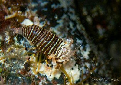 Фото Креветка-пчела Gnathophyllum americanum  (photo#133617)