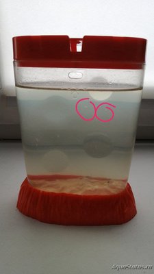 Как содержать аквариум Sea Monkeys?