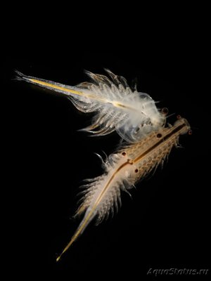 Как содержать аквариум Sea Monkeys?