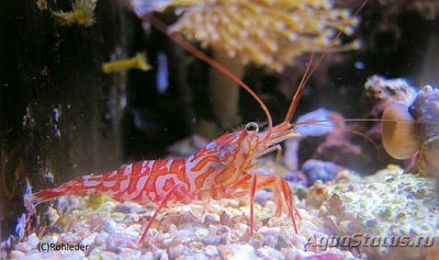 ​ Креветка красная скальная , или Калифо­­рнийская креветка-о­ч­иститель ( Lysmata californica )
