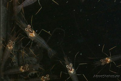 Креветка Джунды Лин ( Lysmata jundalini )