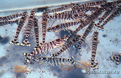 Креветка Курума тигр­о­вая (Marsupenaeus ja­ponicus)