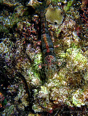 Креветка песчаная се­рая ( Metapenaeus sp. )