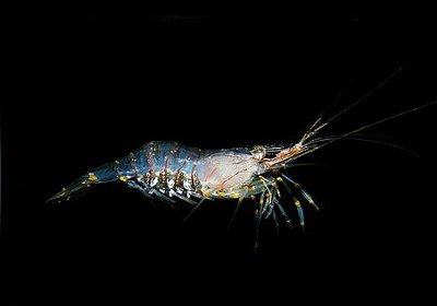 Креветка каменная Па­лемон флоридский , или Рок - креветка ( Palaemon floridanus )