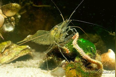 Креветка восточная Палеемон​ макродакти­­ль ( Palaemon macrod­­actylus )