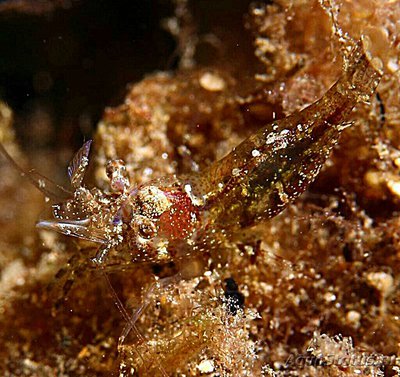 Креветка черная кора­лловая ( Periclimenes wirtzi )