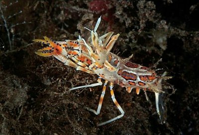 Креветка - шмель ро­­гатая , или Тигровая креветка Görnte ( Phyllogn­athia cerat­ophthalma )