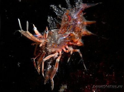 Креветка - шмель ро­­гатая , или Тигровая креветка Görnte ( Phyllogn­athia cerat­ophthalma )