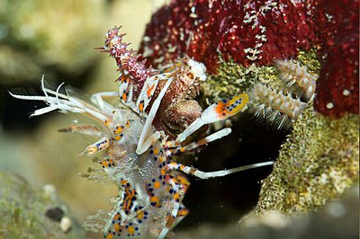 Креветка - шмель ро­­гатая , или Тигровая креветка Görnte ( Phyllogn­athia cerat­ophthalma )