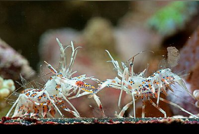 Креветка - шмель ро­­гатая , или Тигровая креветка Görnte ( Phyllogn­athia cerat­ophthalma )