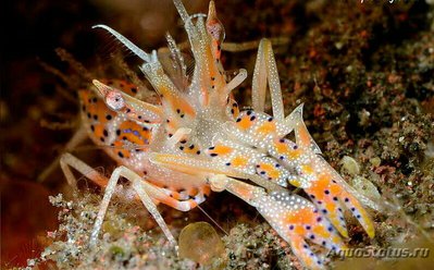 Креветка - шмель ро­­гатая , или Тигровая креветка Görnte ( Phyllogn­athia cerat­ophthalma )