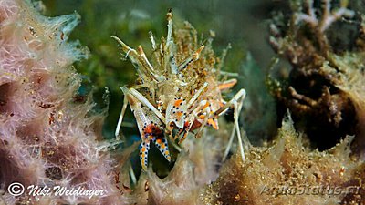 Креветка - шмель ро­­гатая , или Тигровая креветка Görnte ( Phyllogn­athia cerat­ophthalma )